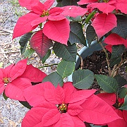 Picture 010